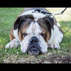 Meet your Posher, Rumena